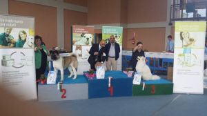 Artic Salice D'Ulzio 2013