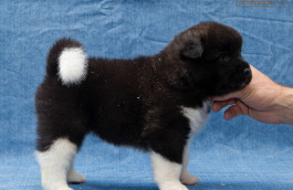 ispra monterosa american akita :